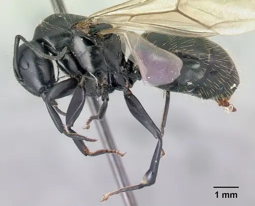 Camponotus radovae specimen CASENT0491720 image casent0491720_3