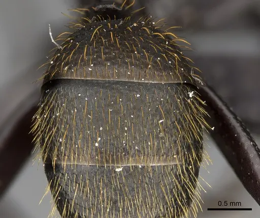 Camponotus radovae specimen CASENT0493551 image casent0493551_1
