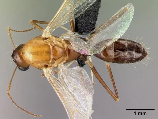 Camponotus raina specimen CASENT0076653 image casent0076653_1