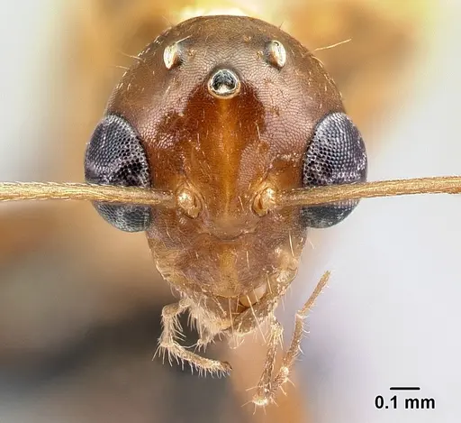 Camponotus raina specimen CASENT0076653 image casent0076653_2