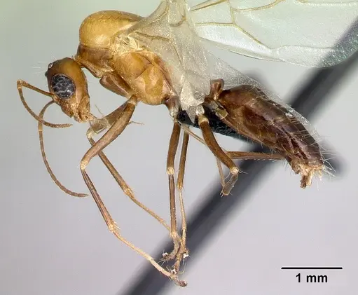 Camponotus raina specimen CASENT0076653 image casent0076653_3