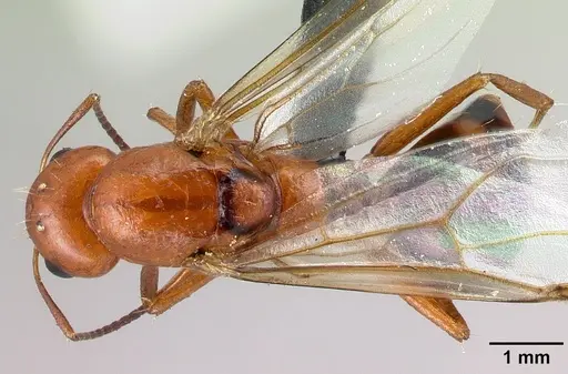Camponotus raina specimen CASENT0110549 image casent0110549_1