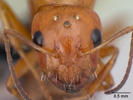 Camponotus raina specimen CASENT0110549 image casent0110549_2