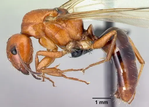 Camponotus raina specimen CASENT0110549 image casent0110549_3