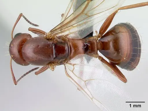 Camponotus raina specimen CASENT0498581 image casent0498581_1