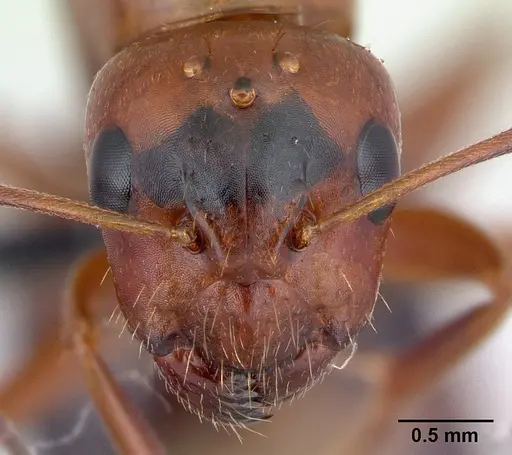 Camponotus raina specimen CASENT0498581 image casent0498581_2