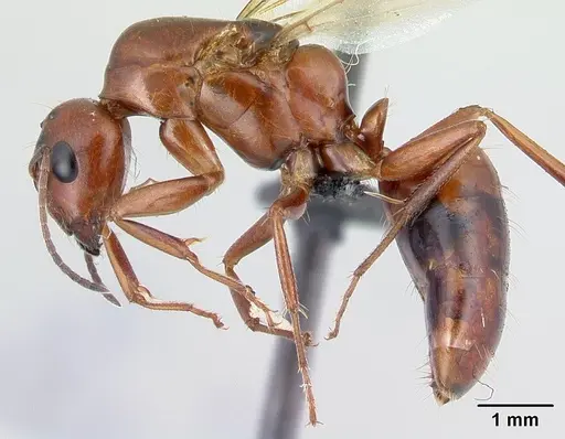 Camponotus raina specimen CASENT0498581 image casent0498581_3