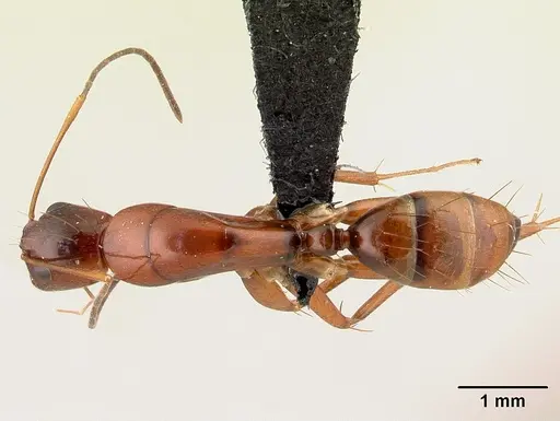 Camponotus raina specimen CASENT0499051 image casent0499051_1