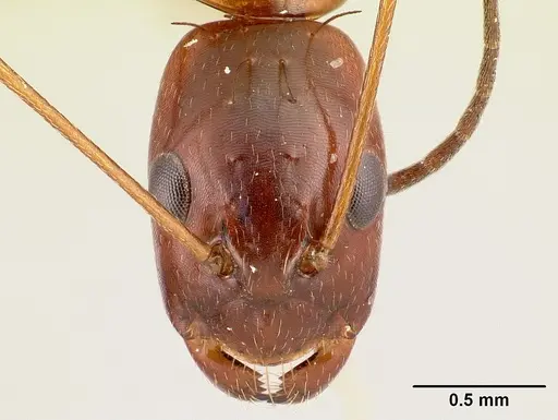Camponotus raina specimen CASENT0499051 image casent0499051_2