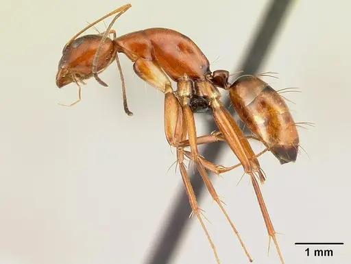 Camponotus raina specimen CASENT0499051 image casent0499051_3