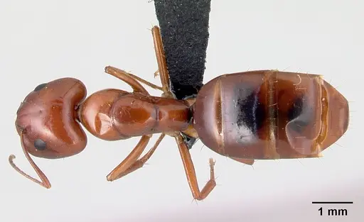Camponotus raina specimen CASENT0499052 image casent0499052_1