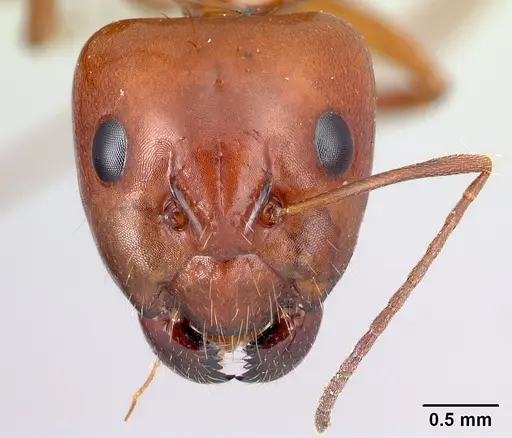 Camponotus raina specimen CASENT0499052 image casent0499052_2