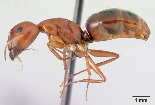 Camponotus raina specimen CASENT0499052 image casent0499052_3