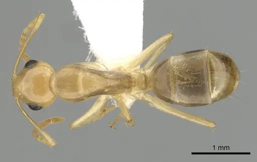 Camponotus ramulorum specimen CASENT0249347 image casent0249347_1