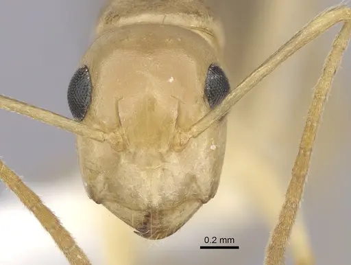 Camponotus ramulorum specimen CASENT0249347 image casent0249347_2