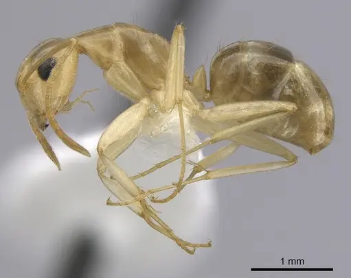 Camponotus ramulorum specimen CASENT0249347 image casent0249347_3