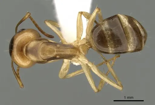 Camponotus ramulorum specimen CASENT0249348 image casent0249348_1