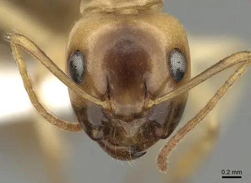 Camponotus ramulorum specimen CASENT0249348 image casent0249348_2