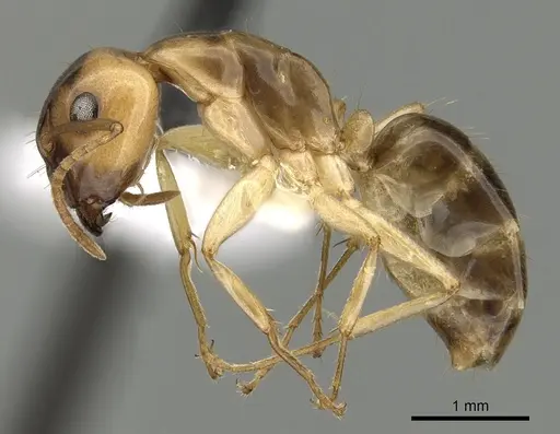 Camponotus ramulorum specimen CASENT0249348 image casent0249348_3