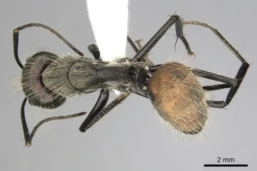 Camponotus rapax specimen CASENT0280053 image casent0280053_1