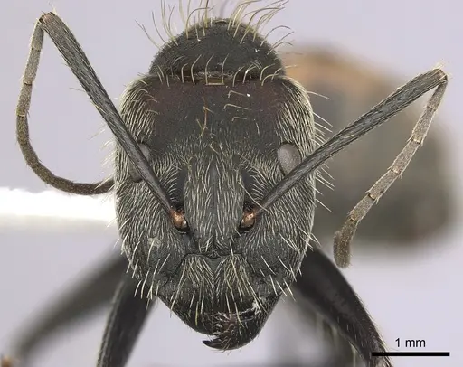 Camponotus rapax specimen CASENT0280053 image casent0280053_2