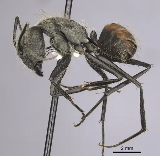 Camponotus rapax specimen CASENT0280053 image casent0280053_3