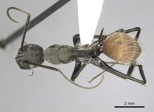 Camponotus rapax specimen CASENT0280054 image casent0280054_1