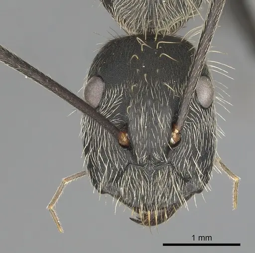Camponotus rapax specimen CASENT0280054 image casent0280054_2