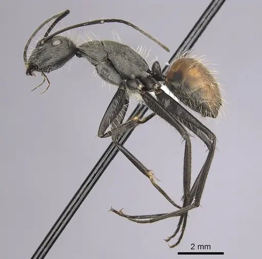 Camponotus rapax specimen CASENT0280054 image casent0280054_3
