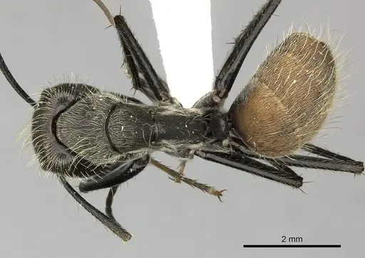 Camponotus rapax specimen CASENT0619238 image casent0619238_1