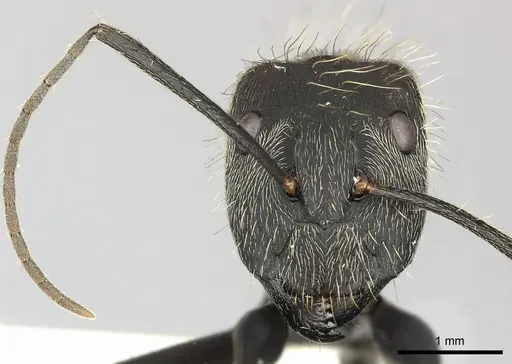 Camponotus rapax specimen CASENT0619238 image casent0619238_2