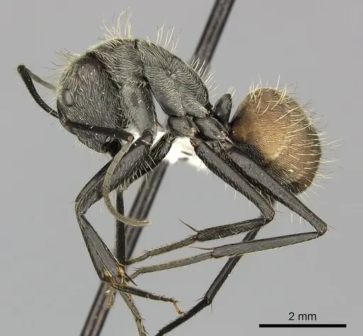 Camponotus rapax specimen CASENT0619238 image casent0619238_3