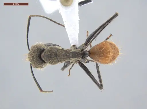 Camponotus rapax specimen ECOFOG-IT14-1030-35 image ecofog-it14-1030-35_1