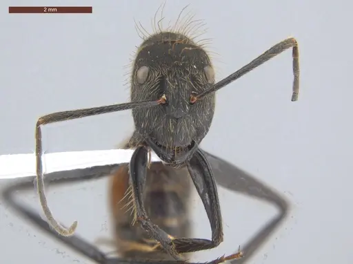 Camponotus rapax specimen ECOFOG-IT14-1030-35 image ecofog-it14-1030-35_2