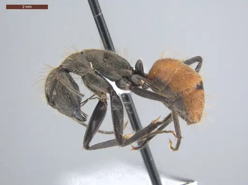 Camponotus rapax specimen ECOFOG-IT14-1030-35 image ecofog-it14-1030-35_3