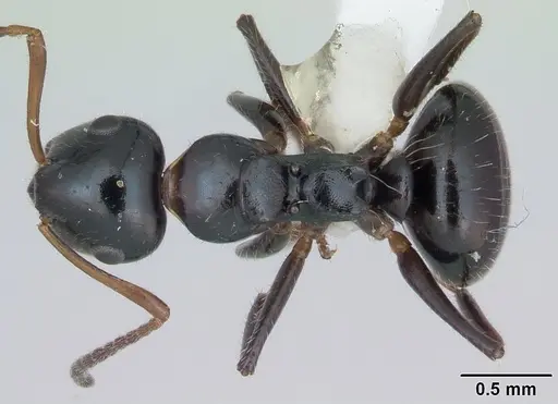 Camponotus raphaelis specimen CASENT0173558 image casent0173558_1