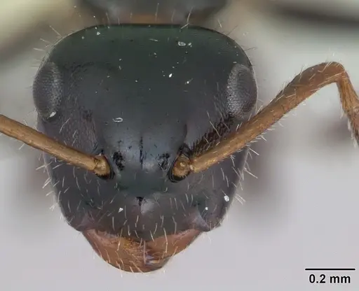 Camponotus raphaelis specimen CASENT0173558 image casent0173558_2