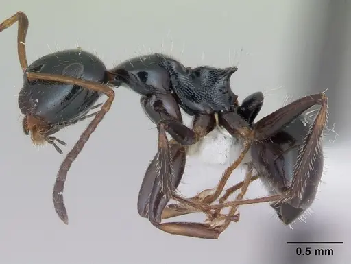 Camponotus raphaelis specimen CASENT0173558 image casent0173558_3