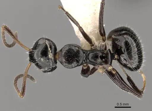 Camponotus raphaelis specimen CASENT0280143 image casent0280143_1