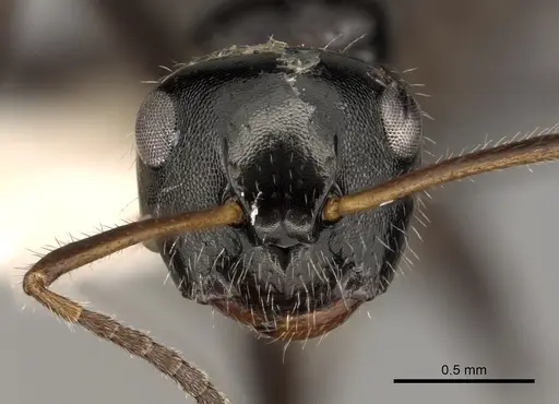Camponotus raphaelis specimen CASENT0280143 image casent0280143_2
