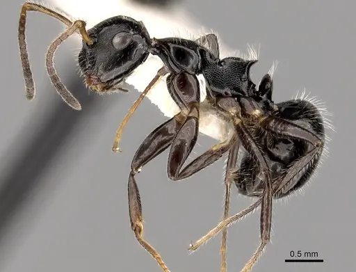 Camponotus raphaelis specimen CASENT0280143 image casent0280143_3