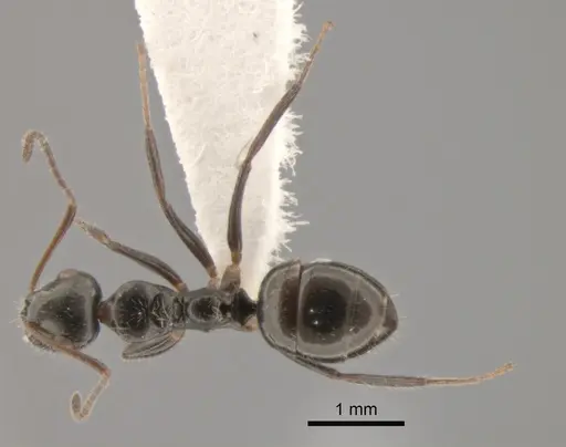 Camponotus raphaelis specimen CASENT0882308 image casent0882308_1
