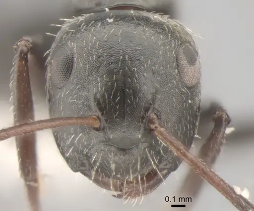Camponotus raphaelis specimen CASENT0882308 image casent0882308_2
