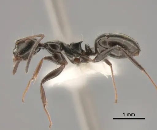 Camponotus raphaelis specimen CASENT0882308 image casent0882308_3