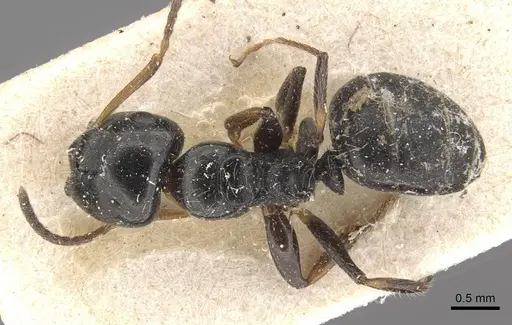 Camponotus raphaelis specimen CASENT0910742 image casent0910742_1
