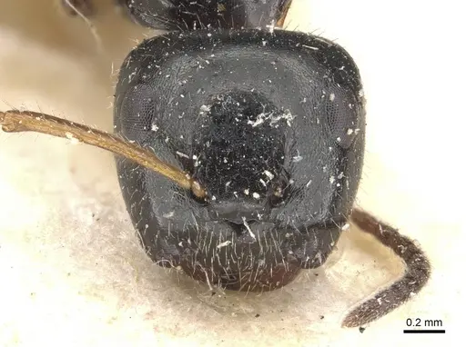 Camponotus raphaelis specimen CASENT0910742 image casent0910742_2