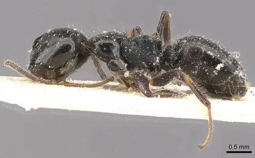 Camponotus raphaelis specimen CASENT0910742 image casent0910742_3