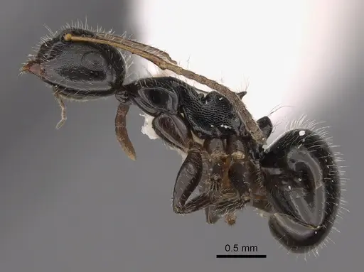 Camponotus raphaelis specimen CASENT0923547 image casent0923547_1