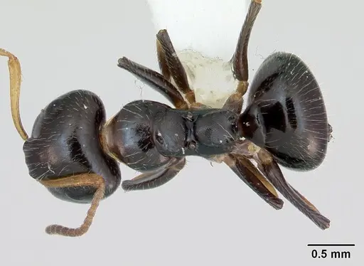 Camponotus raphaelis specimen INBIOCRI001254189 image inbiocri001254189_1