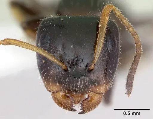 Camponotus raphaelis specimen INBIOCRI001254189 image inbiocri001254189_2